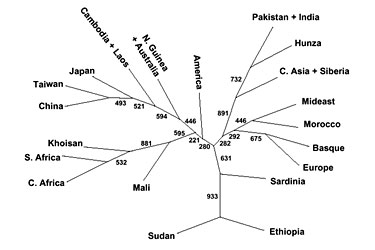 Y-Chromosome Tree